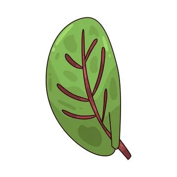 Malabar Spinach illustration Stock Illustration