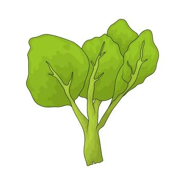 Malabar Spinach illustration Stock Illustration