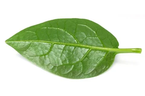 Malabar spinach isolated Stock Photos