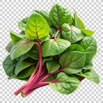 Malabar-spinach-isolated-on-white-background Stock Photos