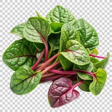 Malabar-spinach-isolated-on-white-background (1) Stock Photos