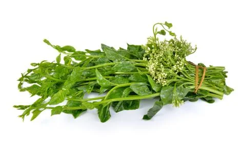 Malabar spinach or Ceylon spinach isolated on white background Stock-Fotos