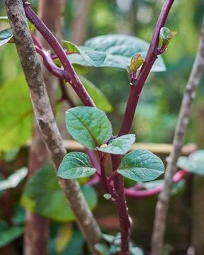 Malabar spinach or ceylon spinach plant in the garden Stock Photos