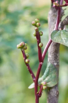 Malabar spinach or ceylon spinach stem clusters Stock Photos