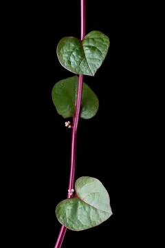 Malabar spinach or ceylon spinach plant vine Stock Photos