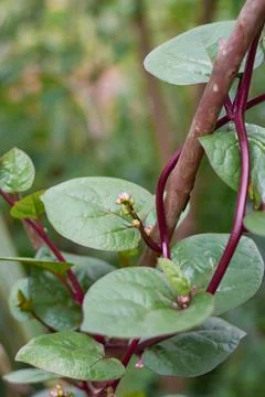 Malabar spinach or ceylon spinach plant vine Stock Photos