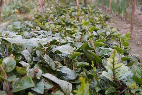 Malabar spinach Stock Photos