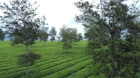 Malabar Tea Plantation Video stock 228903429