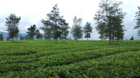 Malabar Tea Plantation Video stock 228903496