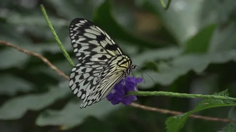 Malabar tree nymph Vídeo Stock 22811244