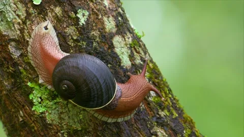 Malabar Tree Snail Gliding Across a Mossy Tree Trunk 스톡 동영상 342486670