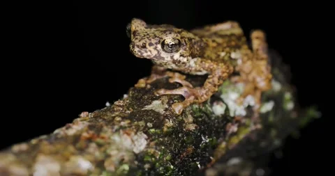 Malabar Tree Toad 4K NAUTRE WILDLIFE  Stockbeeldmateriaal 336675960