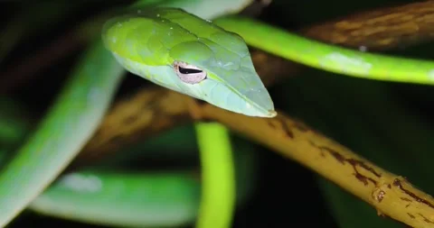 Malabar vine snake 4K NATURE WILDLIFE Stockbeeldmateriaal 336675952