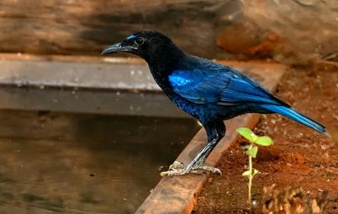 Malabar-Whistling-Thrush-in-forest Foto stock