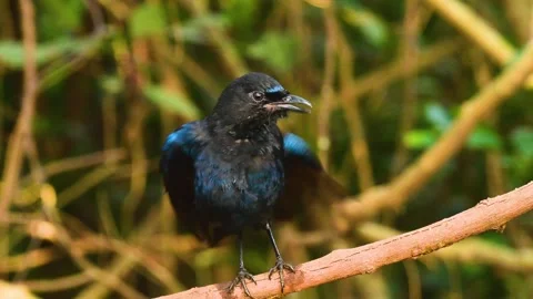 Malabar Whistling Thrush getting dry on the branch in Tilari forest Stock-Footage 339088440