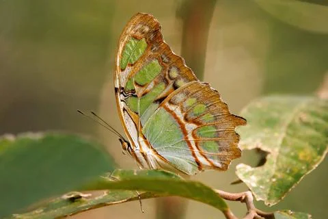  Malachite butterfly close-up in Curi cancha reserve park, Costa Rica Mala... Stock Photos