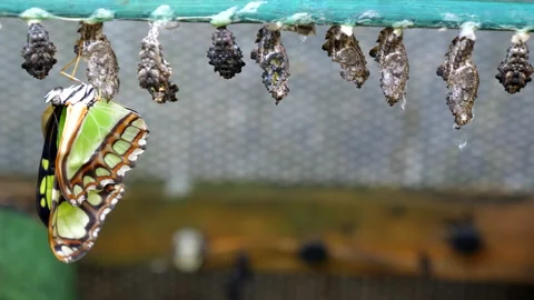Malachite butterfly drying after emerging from its pupa. Vidéo 146508482