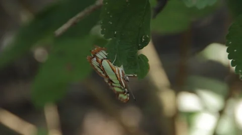Malachite Butterfly fluttering on leaf Stock Footage 59674251