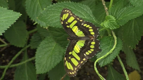Malachite Butterfly Stock Footage 5109937