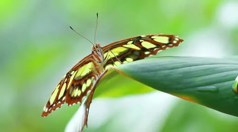 Malachite butterfly Stock Footage