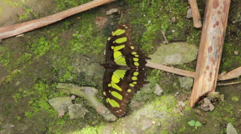 Malachite Butterfly laying on rock Video stock 59673860