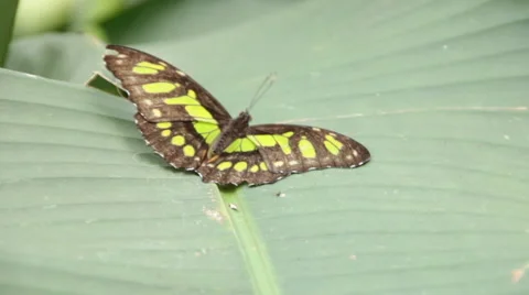 Malachite Butterfly on leaf in jungle. Stock Footage 59674218