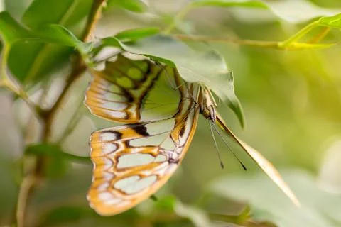Malachite butterfly macro Stock Photos