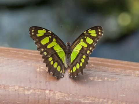 Malachite butterfly Stock Photos