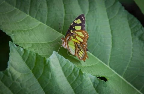 Malachite butterfly Stock Photos