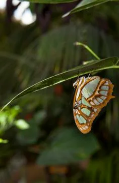Malachite Butterfly Stock Photos