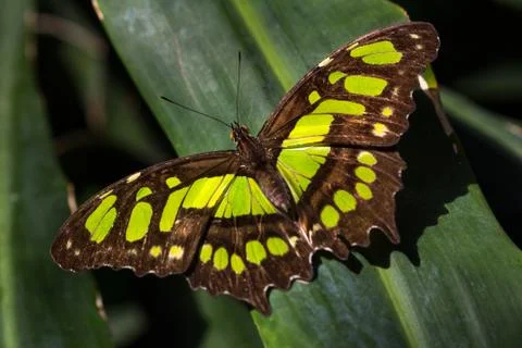 Malachite butterfly Stock Photos