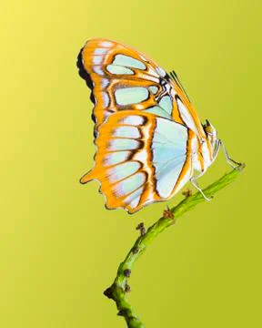 Malachite Butterfly Stock Photos