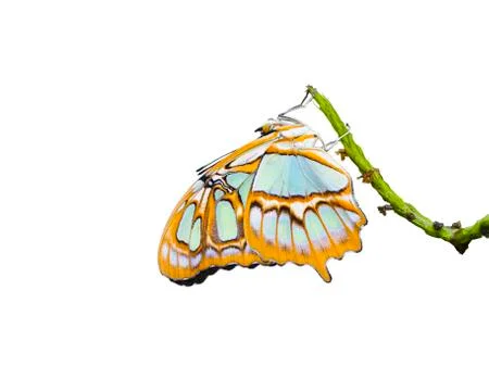 Malachite Butterfly Stock Photos