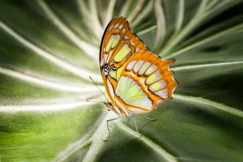 Malachite Butterfly Stock Photos