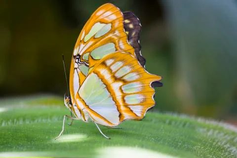 Malachite Butterfly Stock Photos