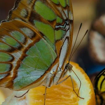 Malachite butterfly Stock Photos