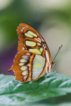 Malachite Butterfly Foto stock