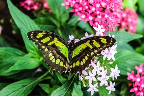 Malachite butterfly Stock Photos