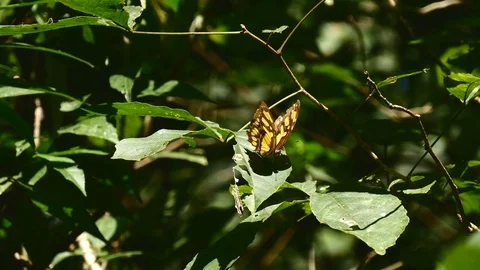 Malachite butterfly relaxing Stock Footage 126726007