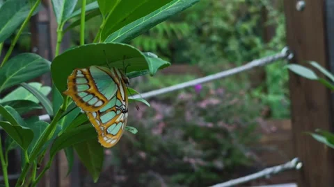 Malachite Butterfly Resting Upside Down Under Green Leaf Stock Footage 340781233