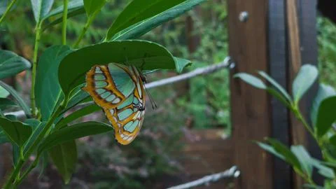 Malachite Butterfly Resting Upside Down Under Green Leaf Stock-Fotos