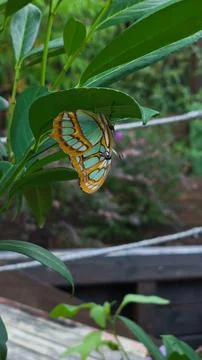 Malachite Butterfly Resting Upside Down Under Green Leaf Stock Photos