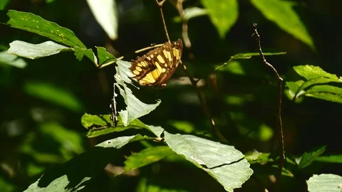 Malachite butterfly taking off Stock Footage 126725952