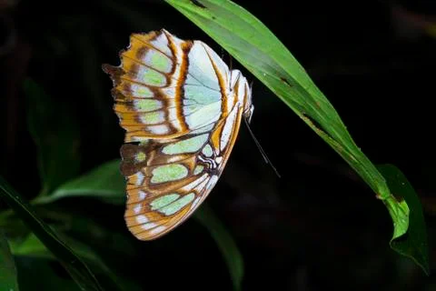 Malachite butterfly upside down on a leaf at night in Costa Rica Stock Photos