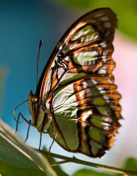 Malachite Butterfly warming up Stock Photos