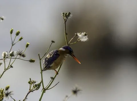 Malachite kingfisher bird perched Stock Photos