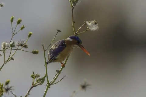 Malachite kingfisher bird perched Stock Photos