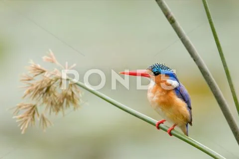 Malachite kingfisher Stock Photos