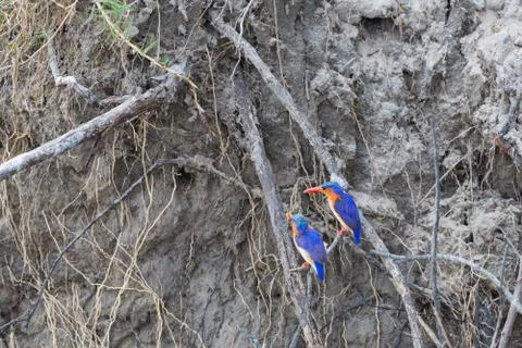 Malachite Kingfisher Foto stock