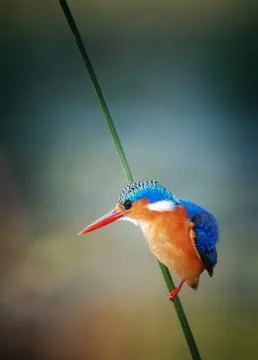 Malachite kingfisher Foto stock